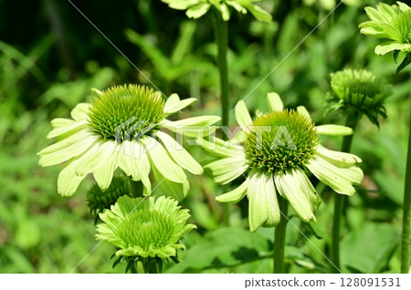 Echinacea Prairie Blaze Green (Asteraceae) Echinacea Prairie Blaze Green (Asteraceae) 128091531