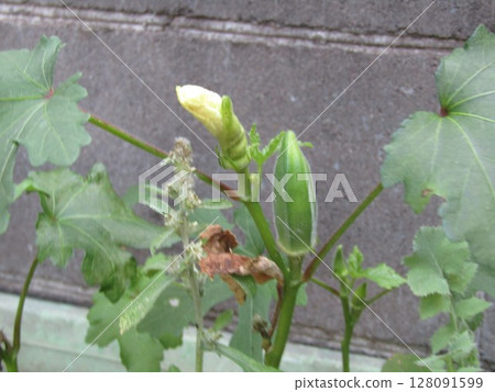 Okra buds planted in a planter Okra buds planted in a planter 128091599