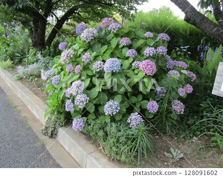 小島花園的紫色和深紫色繡球花 128091602