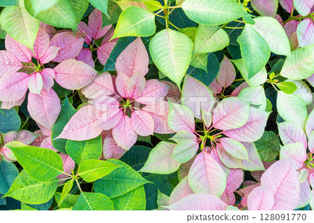 Beautiful pink and green Poinsettia (Euphorbia pulcherrima) texture, Christmas Star flower. Beautiful pink and green Poinsettia (Euphorbia pulcherrima) texture, Christmas Star flower. 128091770