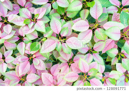 Beautiful pink and green Poinsettia (Euphorbia pulcherrima) texture, Christmas Star flower. 128091771