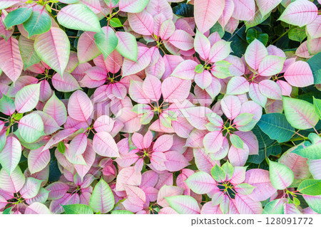 Beautiful pink and green Poinsettia (Euphorbia pulcherrima) texture, Christmas Star flower. 128091772