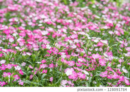 Pink Dianthus barbaticus flowers plants in the garden. 128091784