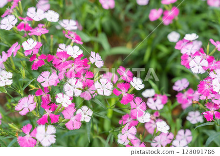 Pink Dianthus barbaticus flowers plants in the garden. 128091786