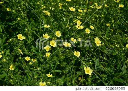 直立委陵菜（薔薇科） 128092063