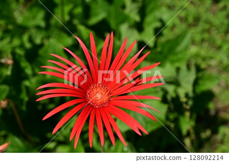 非洲菊（蛋白石）菊科 128092214