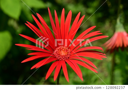 Gerbera (Opal) Asteraceae Gerbera (Opal) Asteraceae 128092237