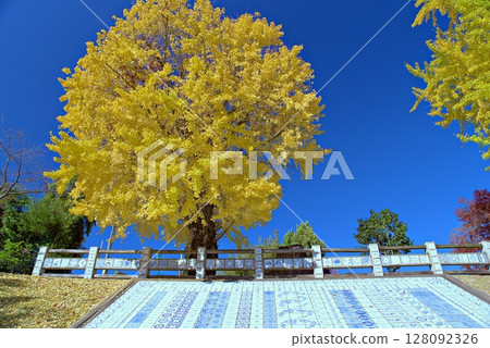 Landscape with ginkgo Landscape with ginkgo 128092326