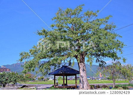 Kojindo Temple stands out against the blue sky 128092429