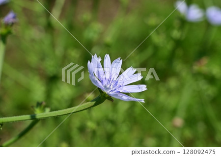 Asparagus Chicory (Asteraceae) 128092475