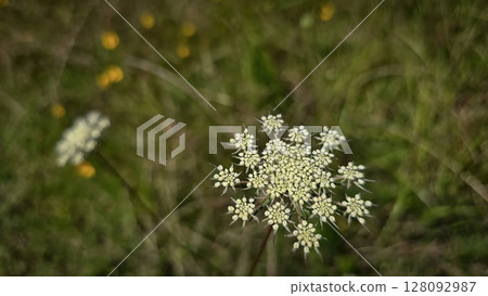 Queen Anne's Lace Flower in a Sunny Meadow, wildflowers in a green sunny meadow. Queen Anne's Lace Flower in a Sunny Meadow, wildflowers in a green sunny meadow. 128092987