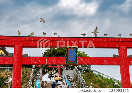 Kabushima Shrine and the Black-tailed Gulls - A power spot for praying for financial luck 128093135
