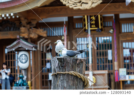 蕪島神社與黑尾鷗-祈求財運的能量景點 蕪島神社與黑尾鷗-祈求財運的能量景點 128093140