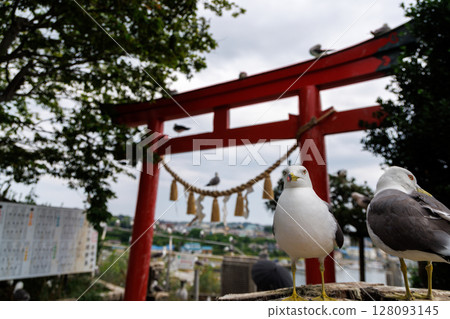 蕪島神社與黑尾鷗-祈求財運的能量景點 蕪島神社與黑尾鷗-祈求財運的能量景點 128093145