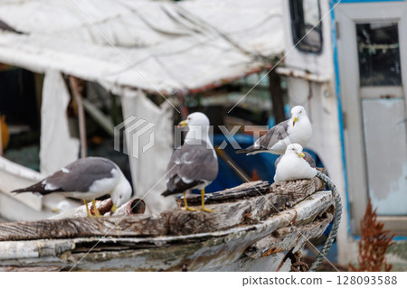 黑尾鷗的天堂－繁殖期的蕪島神社 128093588