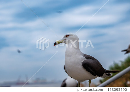 A paradise for black-tailed gulls - Kabushima Shrine in breeding season 128093590