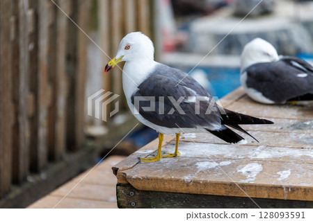黑尾鷗的天堂－繁殖期的蕪島神社 128093591