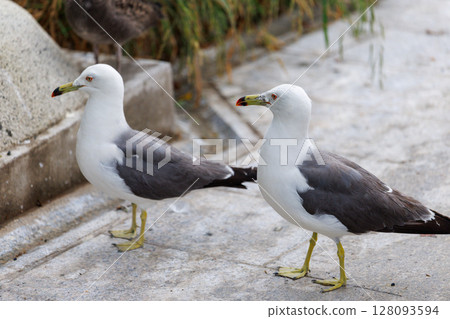 A paradise for black-tailed gulls - Kabushima Shrine in breeding season A paradise for black-tailed gulls - Kabushima Shrine in breeding season 128093594