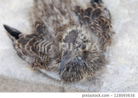 幼年黑尾鷗 - 生命萌芽之地-蕪島神社 幼年黑尾鷗 - 生命萌芽之地-蕪島神社 128093638