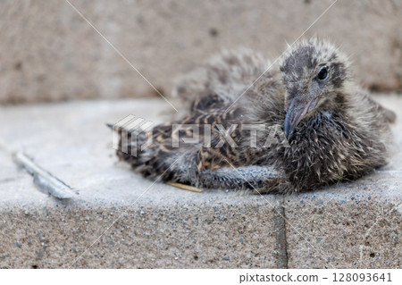 Young Black-tailed Gulls - Kabushima Shrine, where life sprouts 128093641