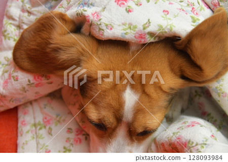 A cute beagle dog and its long ears. The long ears of a beagle. The concept of pets 128093984