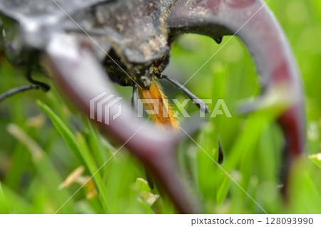 Macro shot of a European stag beetle in the grass. Close-up of the large mandibles of a male. Concept of endangered species and protected insects. 128093990