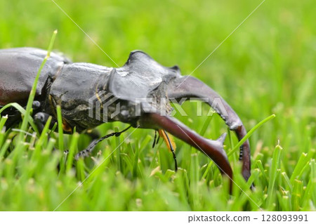 Macro shot of a European stag beetle. Large mandibles of a European stag beetle. Close-up of stag beetle in the grass. Concept of endangered insect species Macro shot of a European stag beetle. Large mandibles of a European stag beetle. Close-up of stag beetle in the grass. Concept of endangered insect species 128093991