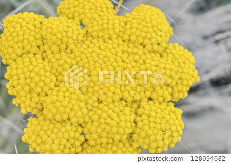 Achillea filipendulina, the yarrow, fernleaf yarrow, milfoil, or nosebleed, is an Asian species of flowering plant in the sunflower family. Top view, macro shot. A herbaceous perennial, it grows 120 Achillea filipendulina, the yarrow, fernleaf yarrow, milfoil, or nosebleed, is an Asian species of flowering plant in the sunflower family. Top view, macro shot. A herbaceous perennial, it grows 120 128094082