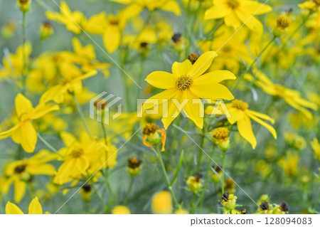 Coreopsis verticillata is commonly known as threadleaf coreopsis or whorled coreopsis. It's also sometimes called thread-leaved tickseed or whorled tickseed. The name tickseed refers to the seed's Coreopsis verticillata is commonly known as threadleaf coreopsis or whorled coreopsis. It's also sometimes called thread-leaved tickseed or whorled tickseed. The name tickseed refers to the seed's 128094083