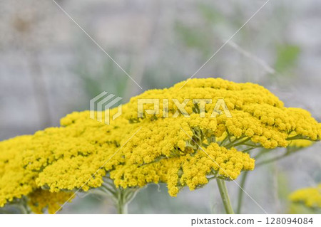 Achillea filipendulina - common names yarrow, fernleaf yarrow, milfoil, nosebleed - is an Asian species of flowering herbaceous perennial plants in the sunflower family, native to central and 128094084