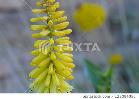 Kniphofia is a genus of flowering plants commonly known as red-hot pokers or torch lilies. Common names include tritoma, red hot poker, torch lily and poker plant. Side view, macro shot, close-up, Kniphofia is a genus of flowering plants commonly known as red-hot pokers or torch lilies. Common names include tritoma, red hot poker, torch lily and poker plant. Side view, macro shot, close-up, 128094085
