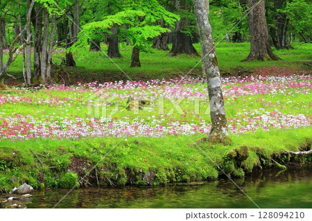 A spectacular view of the Primrose field (Senjugahama, Oku-Nikko) 128094210
