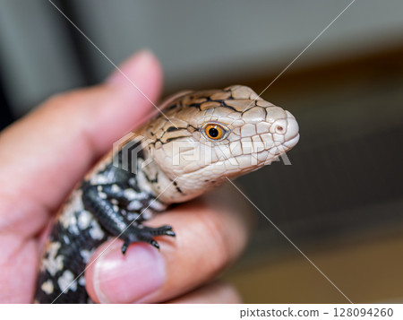 藍舌蜥蜴 藍舌蜥蜴 128094260