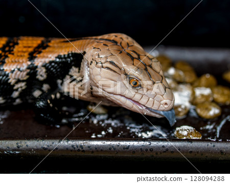 Blue-tongued lizard eating food 128094288
