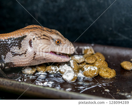 Blue-tongued lizard eating food Blue-tongued lizard eating food 128094289