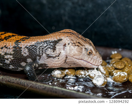 Blue-tongued lizard eating food Blue-tongued lizard eating food 128094292