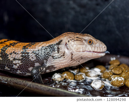 Blue-tongued lizard eating food 128094298