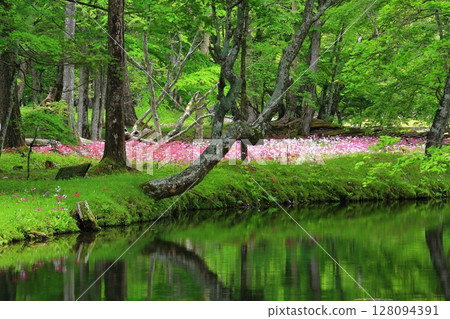 A spectacular view of the Primrose field (Senjugahama, Oku-Nikko) A spectacular view of the Primrose field (Senjugahama, Oku-Nikko) 128094391