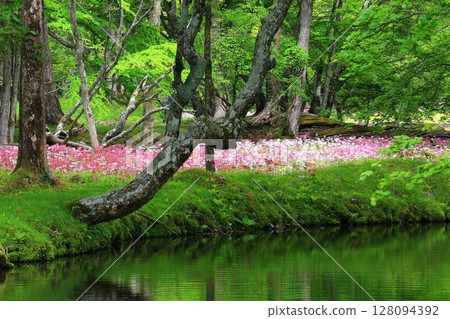 A spectacular view of the Primrose field (Senjugahama, Oku-Nikko) A spectacular view of the Primrose field (Senjugahama, Oku-Nikko) 128094392