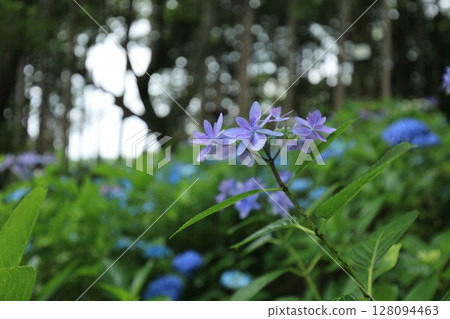 Purple hydrangea in the forest 128094463