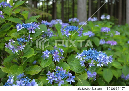 森林裡盛開的藍色繡球花 128094471