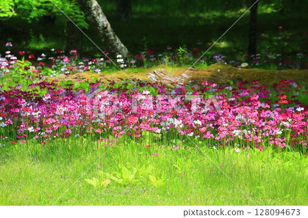A spectacular view of the Primrose field (Senjugahama, Oku-Nikko) A spectacular view of the Primrose field (Senjugahama, Oku-Nikko) 128094673