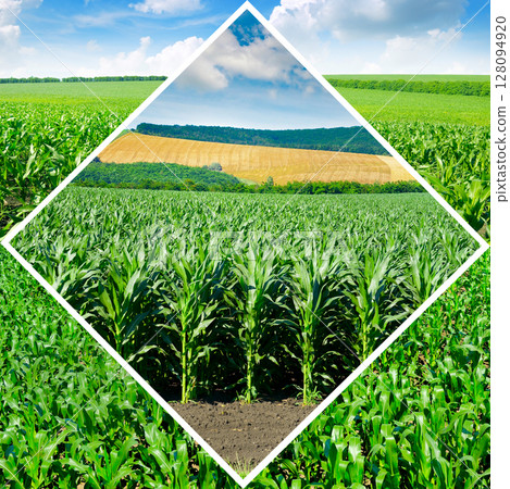 Corn fields in an original frame. Corn fields in an original frame. 128094920