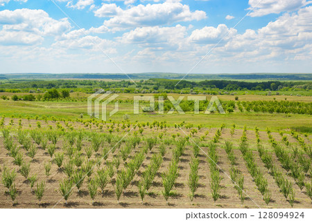 Young spring cherry orchard and beautiful bright blue sky with clouds. 128094924