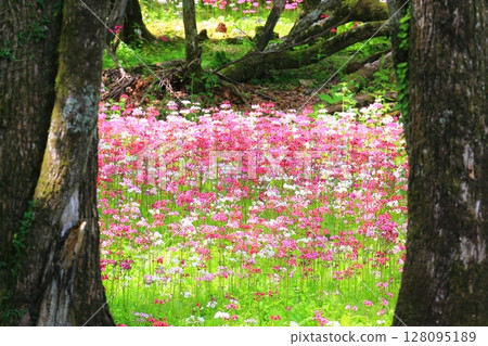 櫻草花田的絕美景色(千手濱,奧日光) 櫻草花田的絕美景色(千手濱,奧日光) 128095189