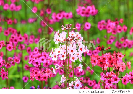 Spectacular views of the Primrose fields <Oku-Nikko> Spectacular views of the Primrose fields <Oku-Nikko> 128095689