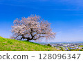 Cherry blossoms in full bloom on the hill 128096347