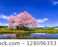 Cherry blossoms in full bloom blooming on the waterside 128096353