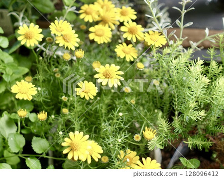 Yellow chrysanthemum flowers 128096412