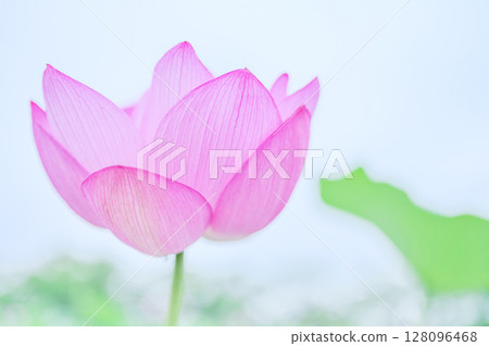 透明粉紅蓮花 透明粉紅蓮花 128096468